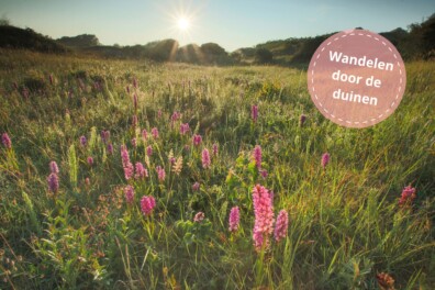 Wandelen Meijendel: schatkist achter de duinen