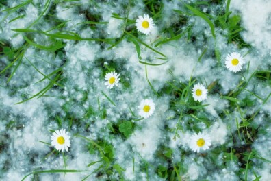 Zomersneeuw: dit natuurfenomeen is ieder jaar te zien in Nederland