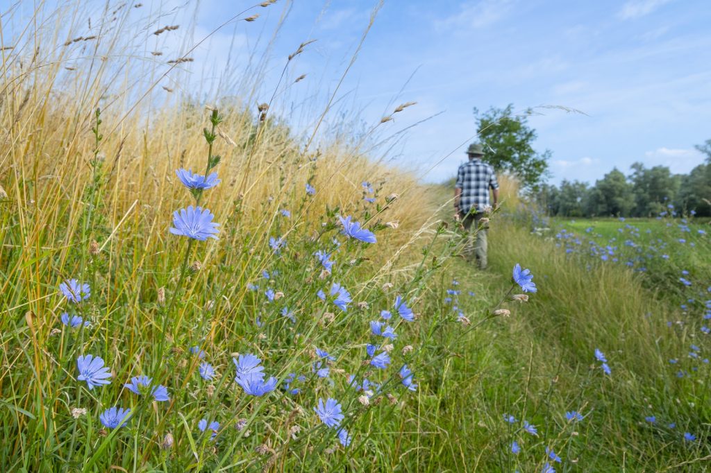 wandelaar langs bloemenberm bij Pannerden