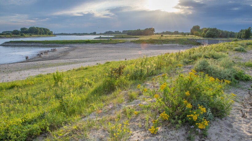 Pannerden: struinen door een rijk rivierenland