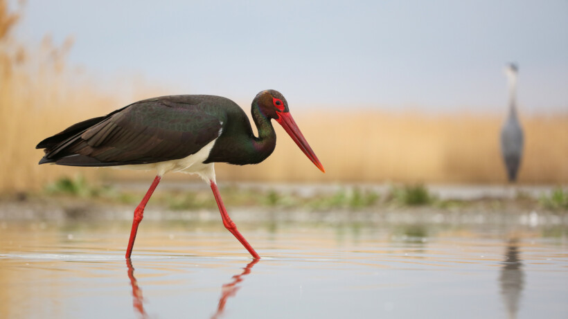 Zwarte ooievaars op trek