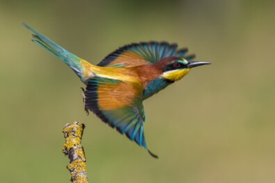 Bijeneter geeft Nederland meer kleur