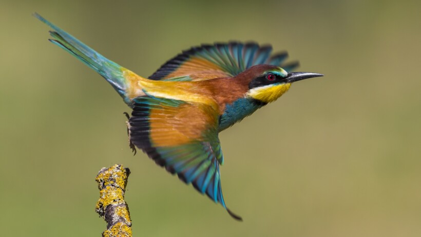 Bijeneter geeft Nederland meer kleur
