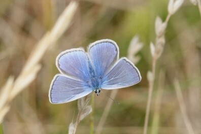 Blauwtjes, groentjes en bruintjes