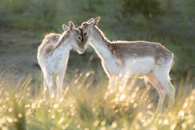 De 10 mooiste foto’s van jonge dieren