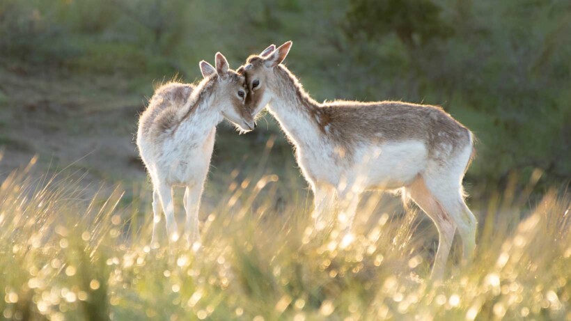De 10 mooiste foto’s van jonge dieren