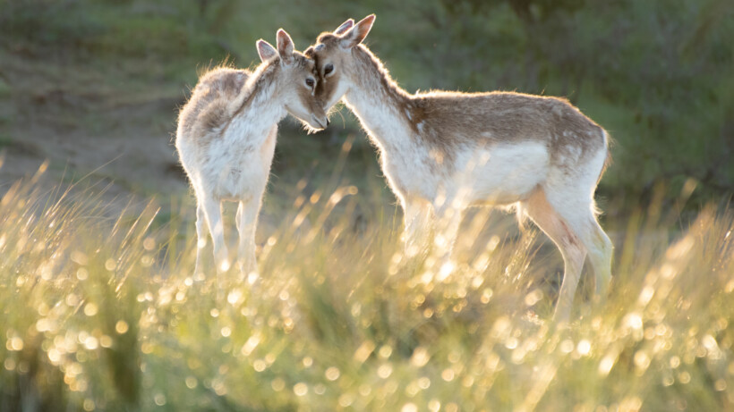 De 10 mooiste foto’s van jonge dieren