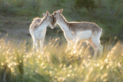 De 10 mooiste foto’s van jonge dieren