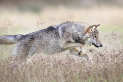 Wolf in Nederland: er staat een wolf op het pad (wat te doen?)