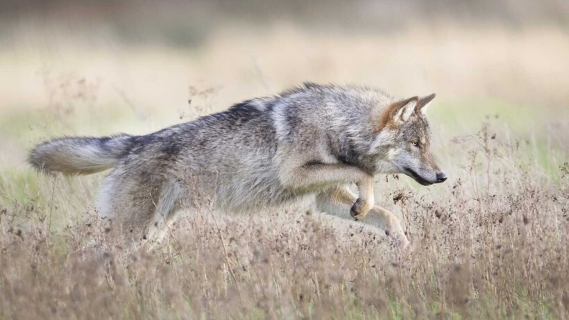 Wolf in Nederland: er staat een wolf op het pad (wat te doen?)