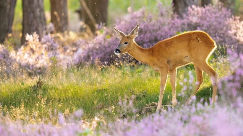 Heide fotograferen, 8 handige tips
