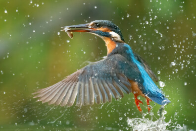 De 10 mooiste foto’s van ijsvogels