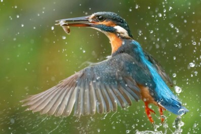 De 10 mooiste foto’s van ijsvogels