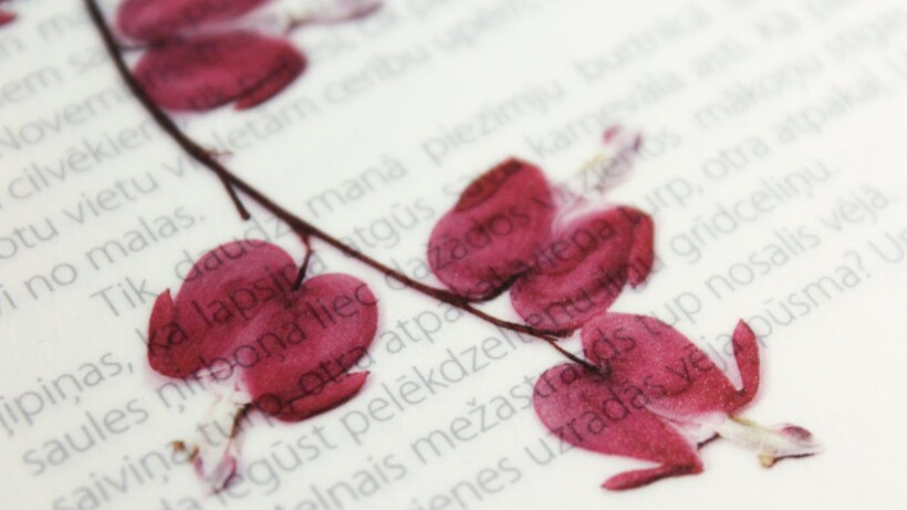 Bloemen drogen op 5 manieren