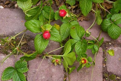 Wilde aardbeien: leuk als bodembedekker in de tuin