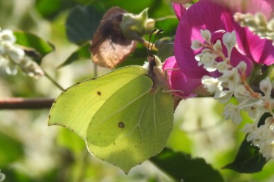 Opvallend veel verse citroenvlinders