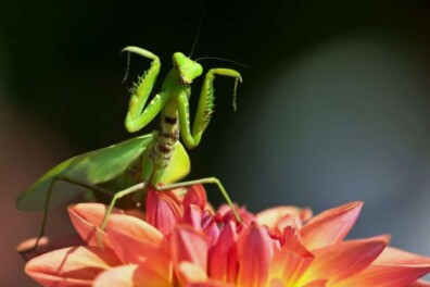Fietsroute DoeZoo Insektenwereld