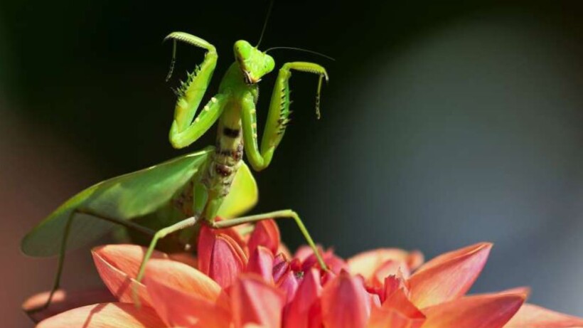 Fietsroute DoeZoo Insektenwereld