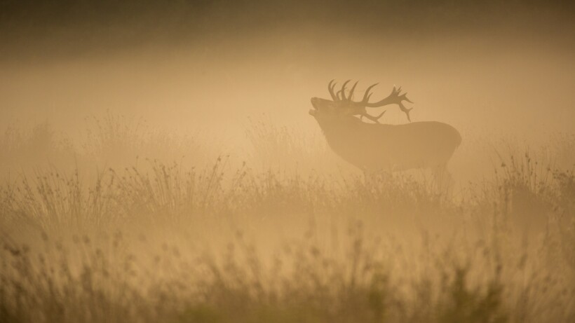 Weerterbos: wandelen door bronstgebied van edelherten