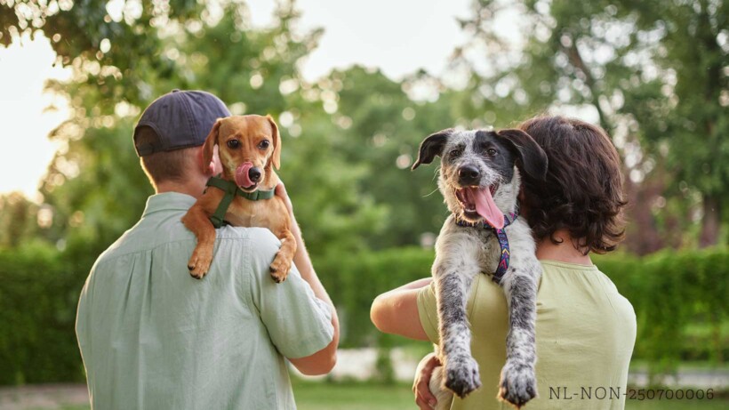 Bescherm je hond tegen teken (advertorial)