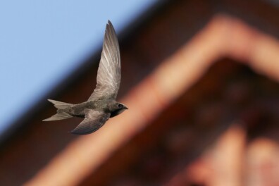 Gierzwaluwen vertrokken