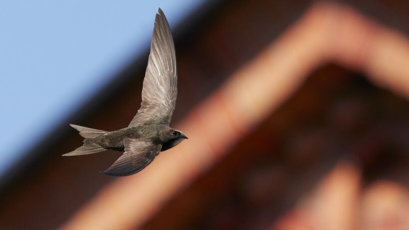 Gierzwaluwen vertrokken