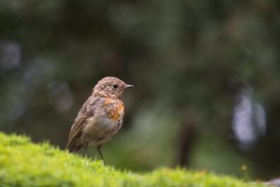 Natuurvraag: wordt een roodborst geboren met een rode borst?