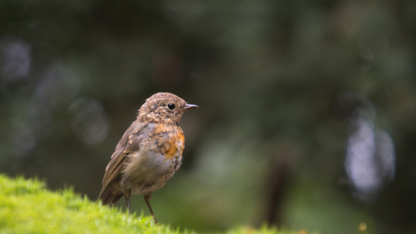 Natuurvraag: wordt een roodborst geboren met een rode borst?