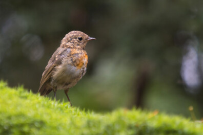 Natuurvraag: wordt een roodborst geboren met een rode borst?