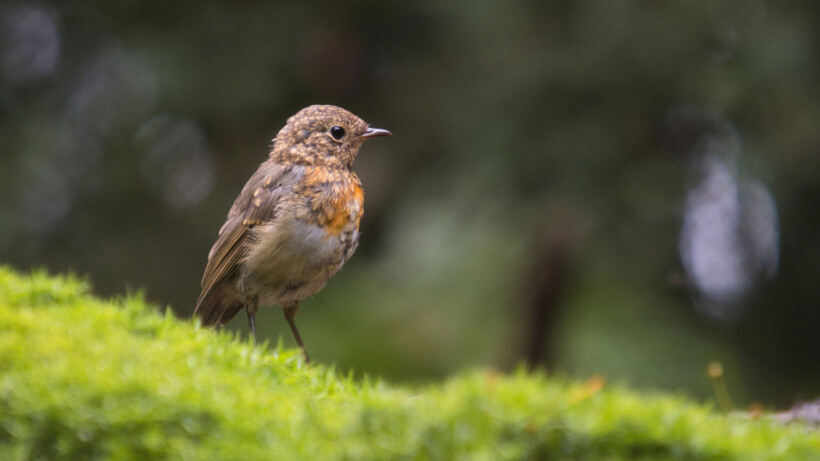Natuurvraag: wordt een roodborst geboren met een rode borst?