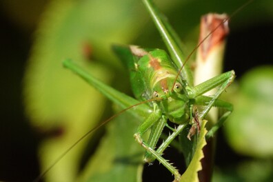 Een joekel van een sabelsprinkhaan