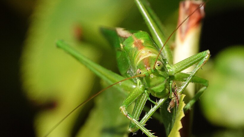 Een joekel van een sabelsprinkhaan