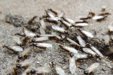 Mierenbruiloft in de lucht