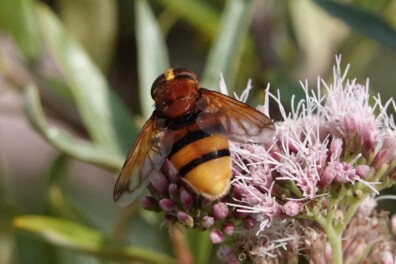 Stadsreus in je tuin