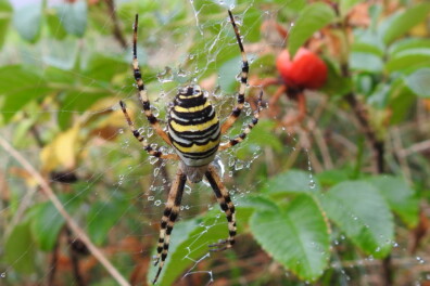 Exotisch gekleurde wespspin