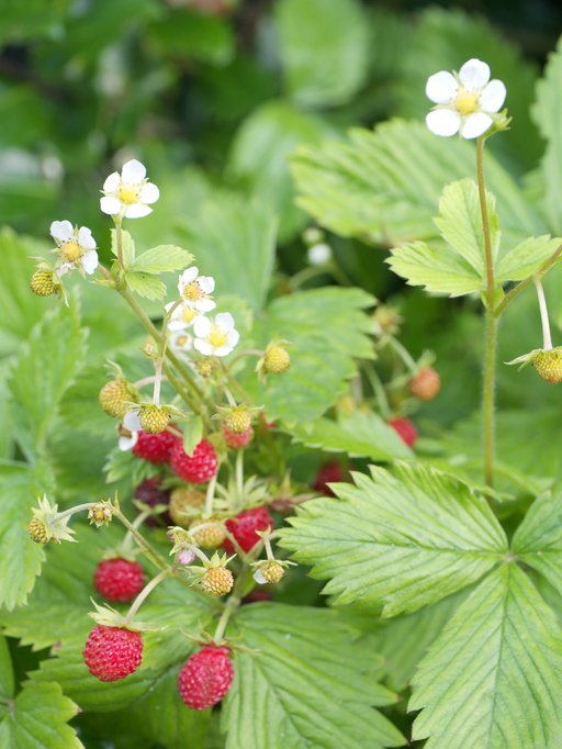 bodembedekker wilde aardbeien - bosaardbei - Fragaria vesca