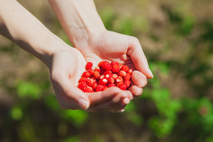 bodembedekker bosaardbeien - Fragaria vesca