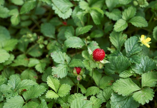 bodembedekker Potentilla indica - schijnaardbei - wilde aardbeien