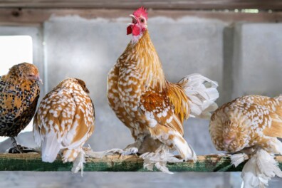 Ontdek de Nederlandse sabelpootkriel