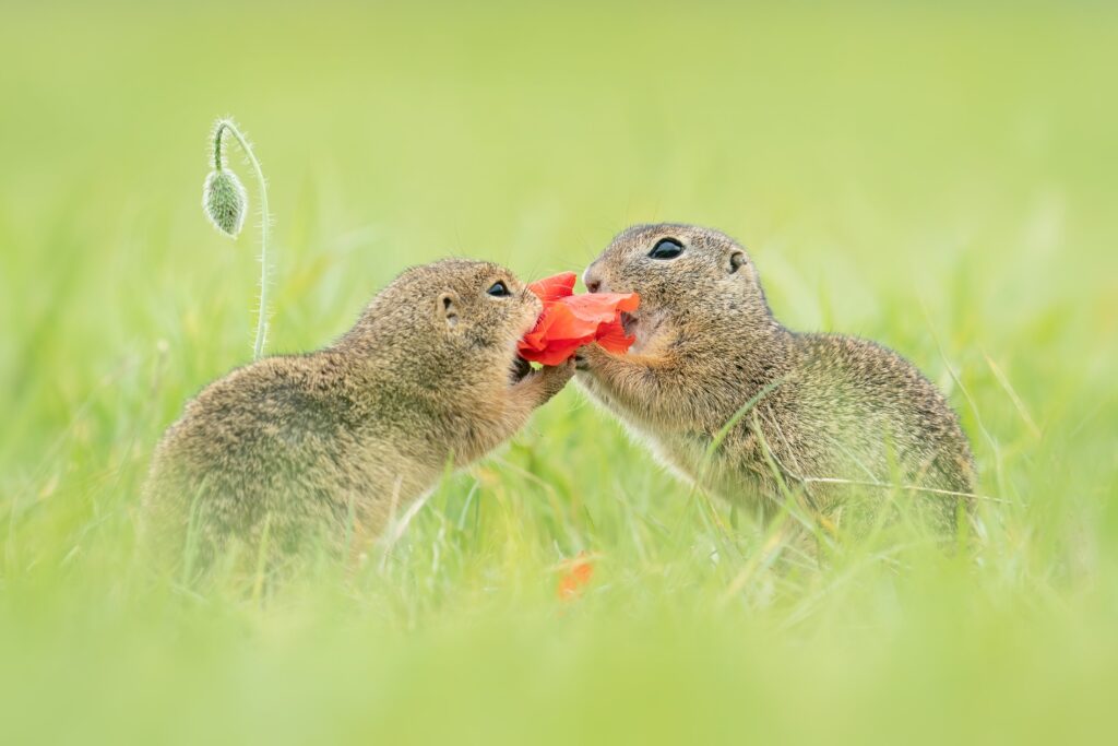 siesels roots natuurfotowedstrijd
