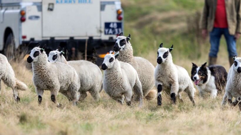 Kerry hill houdt omgeving in de gaten
