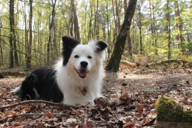 Verwen jouw hond met zelfgemaakte hondenkoekjes