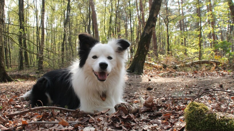 Verwen jouw hond met zelfgemaakte hondenkoekjes