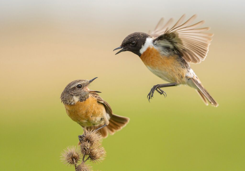 roodborsttapuiten roots natuurfotowedstrijd