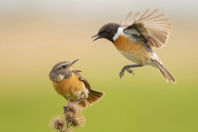 Daar zijn ze dan: de winnaars van de Roots Natuurfotowedstrijd 2025