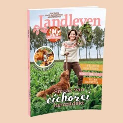 Cover landleven oktober: cichorei