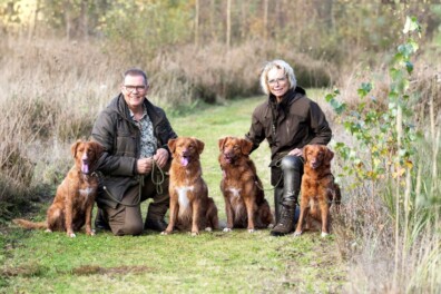 Novia Scotia duck toller retriever