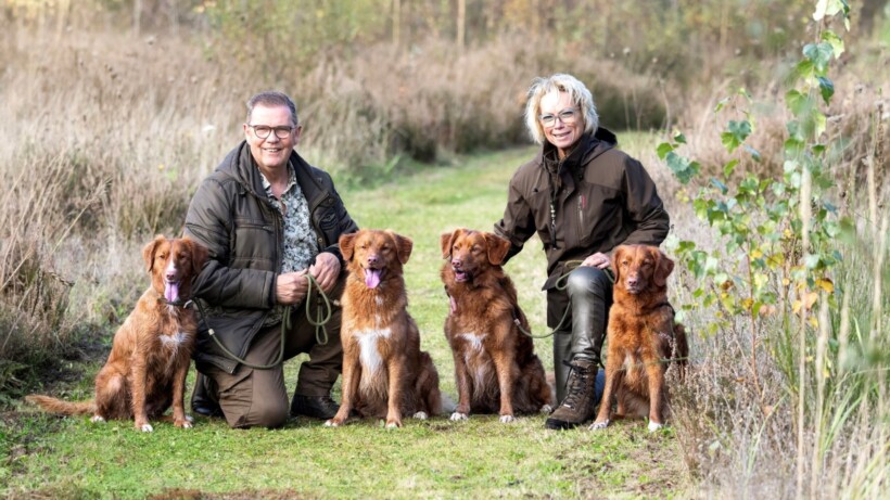 Novia Scotia duck toller retriever