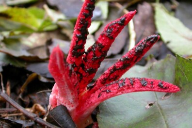 Aparte paddenstoelen