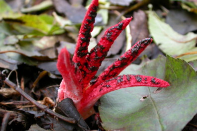 Aparte paddenstoelen